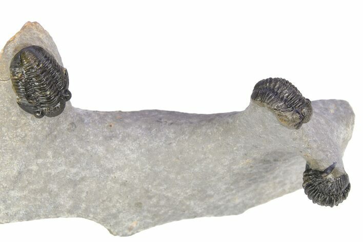 Three Nicely Presented Gerastos Trilobite Fossils - Morocco #383226
